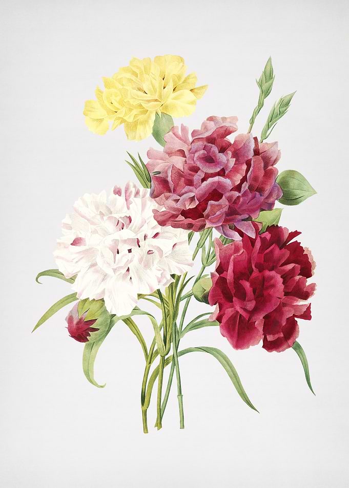 Vintage Carnation Painting