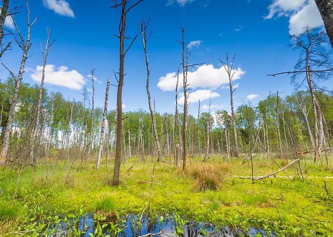 Birch Blue Bog Branch Bush