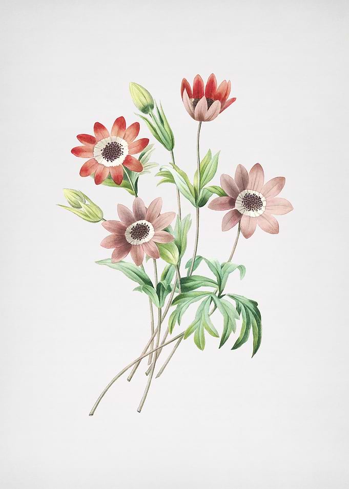 Vintage Broad Leaf Anemone