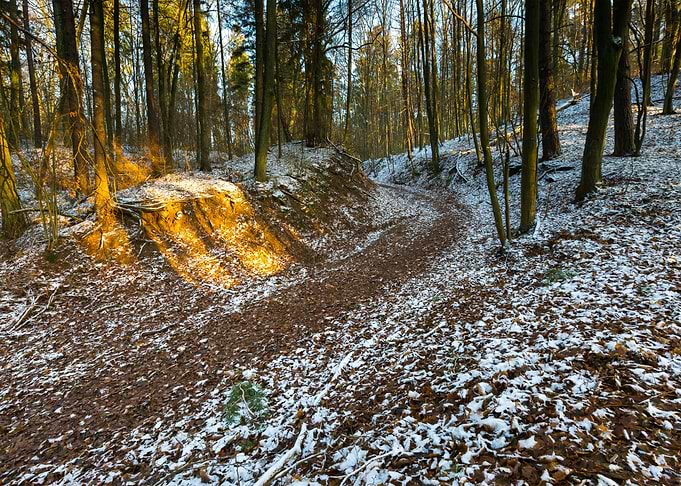Morning Forest Cold Snow W