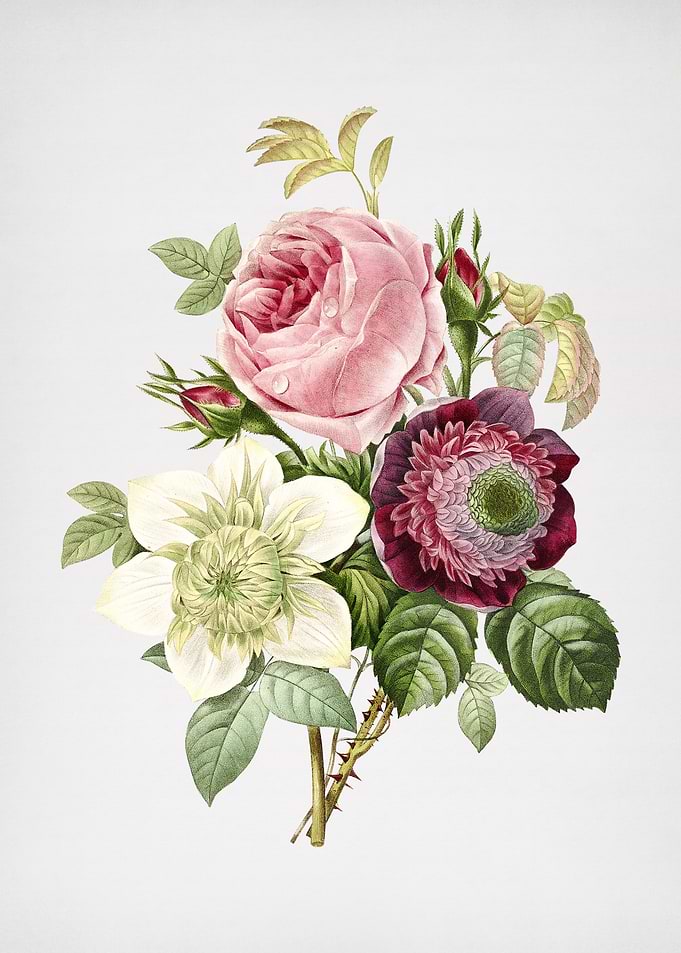 Vintage Anemone Rose