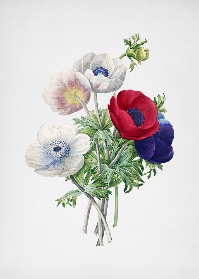 Vintage Anemone Simplex