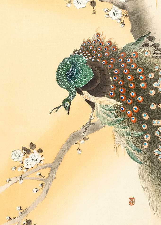 Peacock on cherry blossom