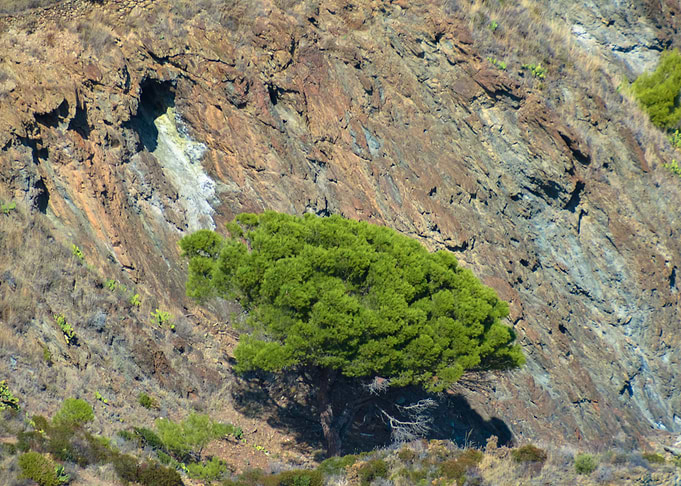 Tree in a ditch
