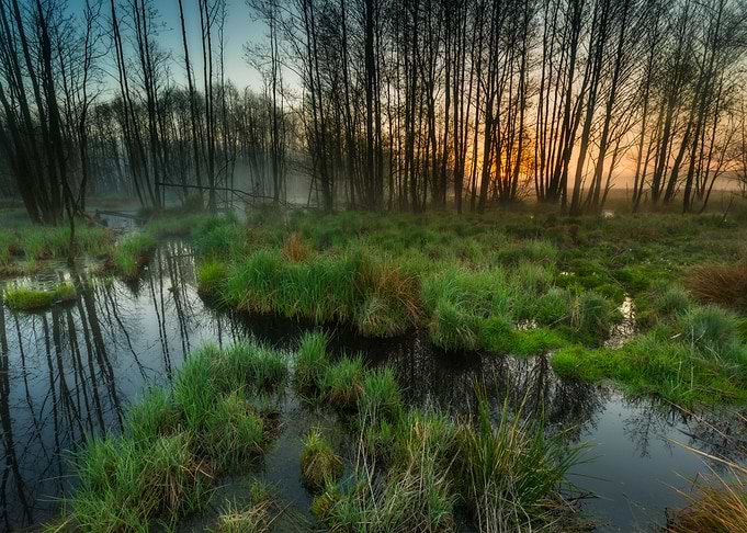 Nature Landscape Green Daw