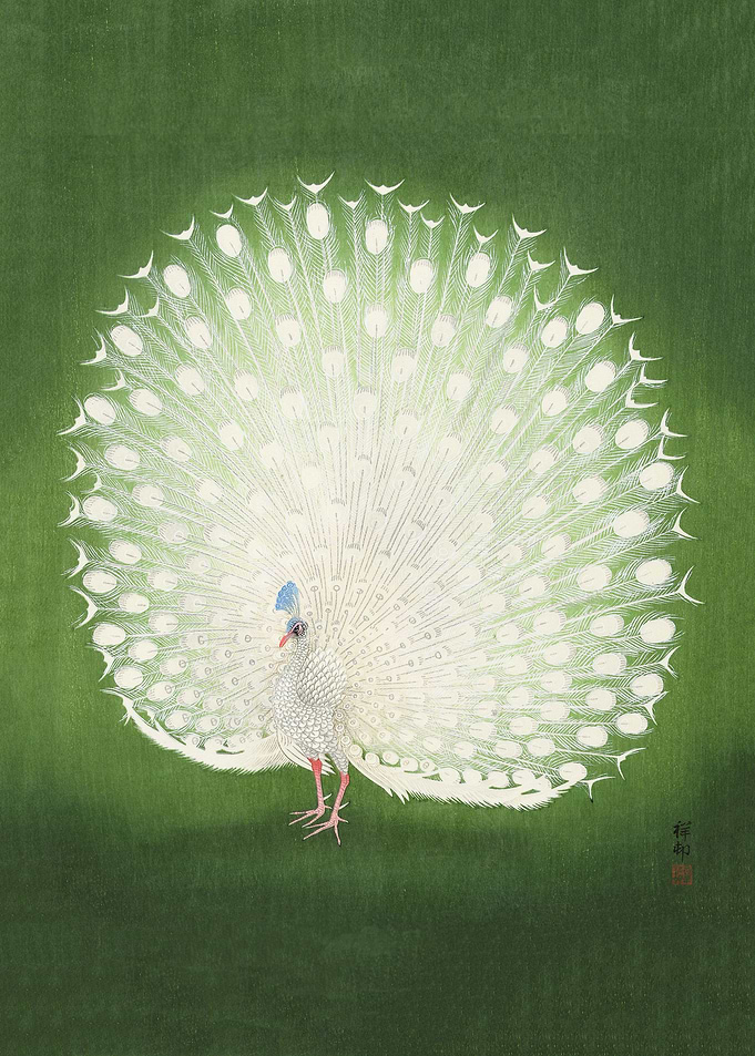 Peacock