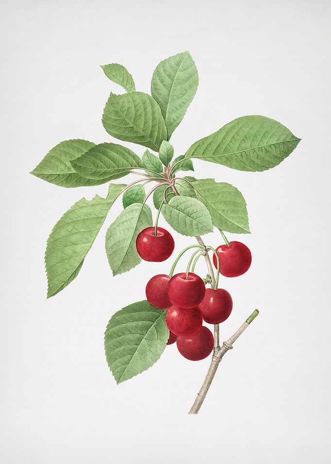 Vintage Cherry Painting