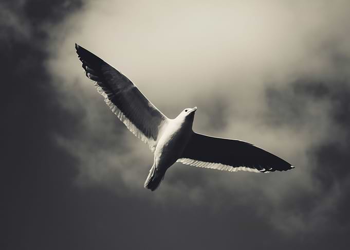 Freedom