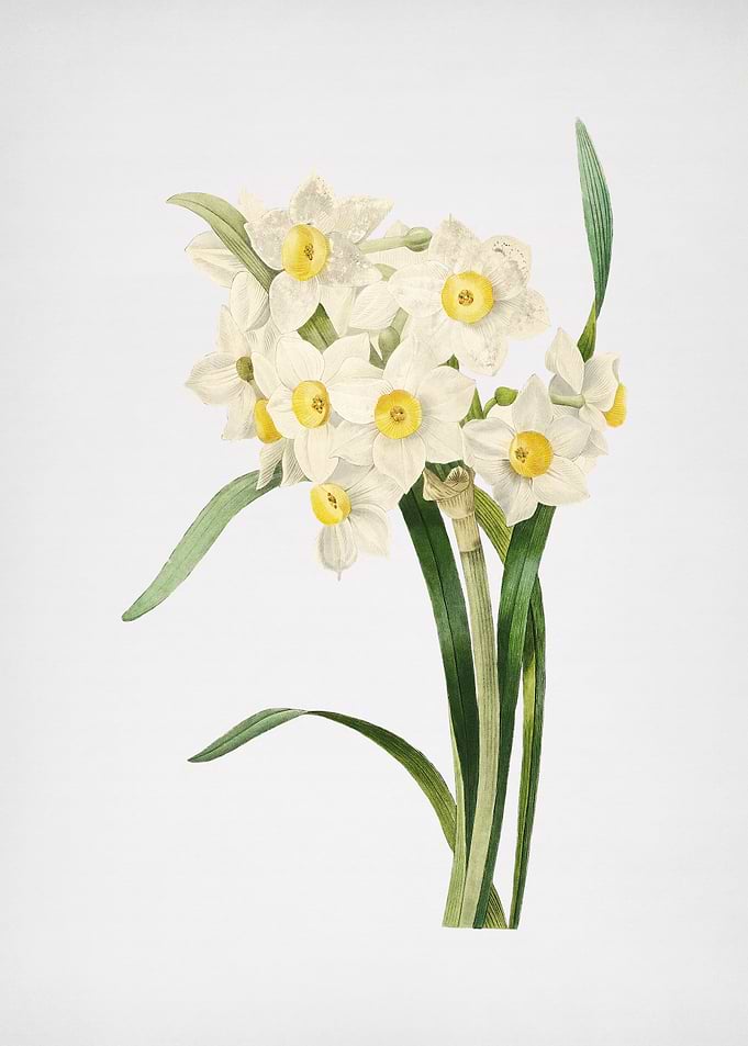 Vintage Daffodil Painting