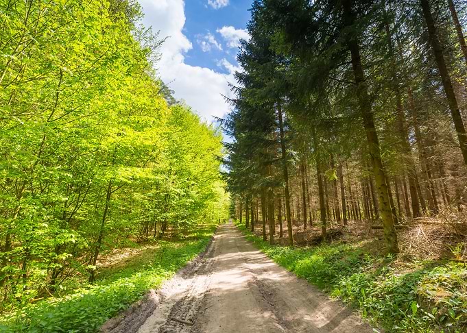 Foliage Scenic Spring Fore