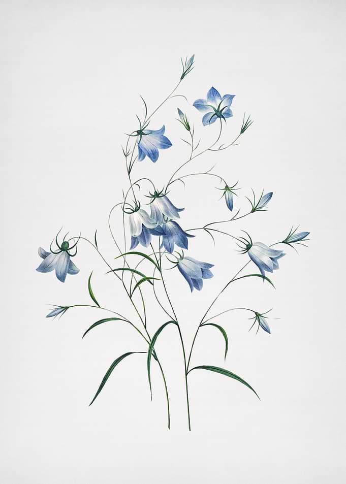 Vintage Campanule Painting