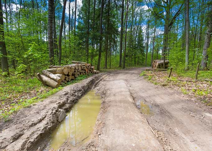 Foliage Scenic Spring Fore