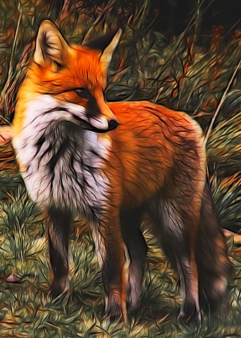 Red Fox