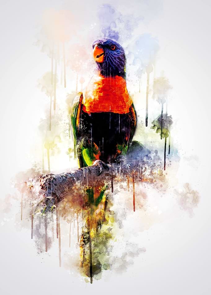 Rainbow lorikeet