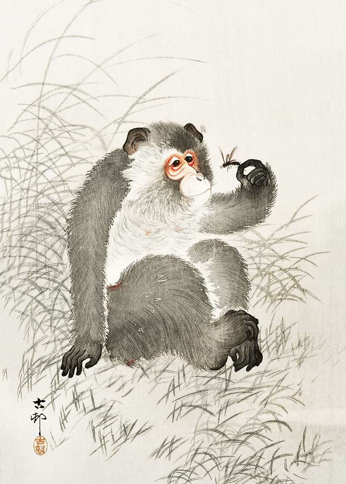 Monkey with insect