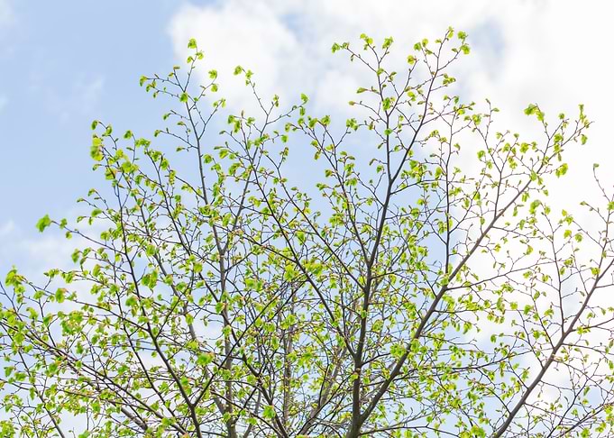 Sky Tree Green Up Nature B