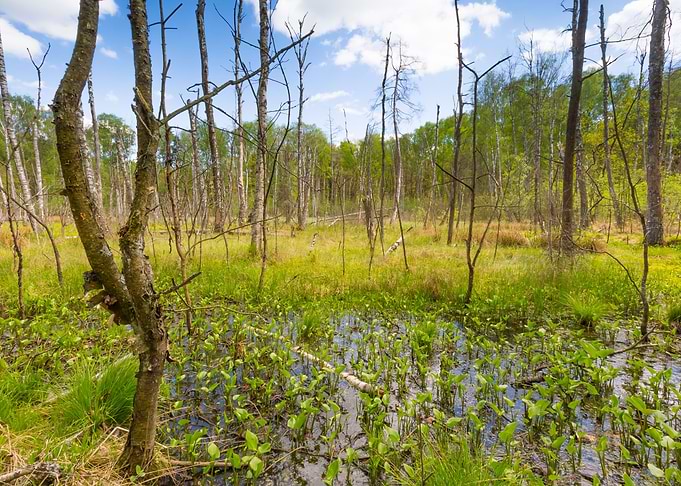 Birch Blue Bog Branch Bush