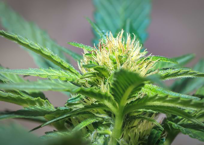 Male cannabis plant