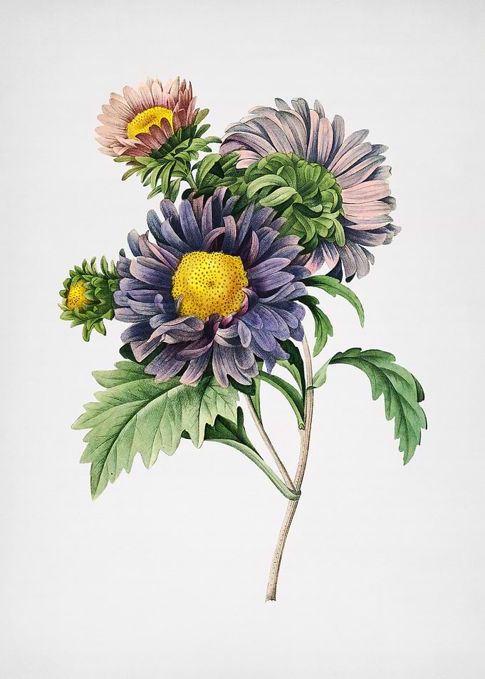 Vintage China Aster