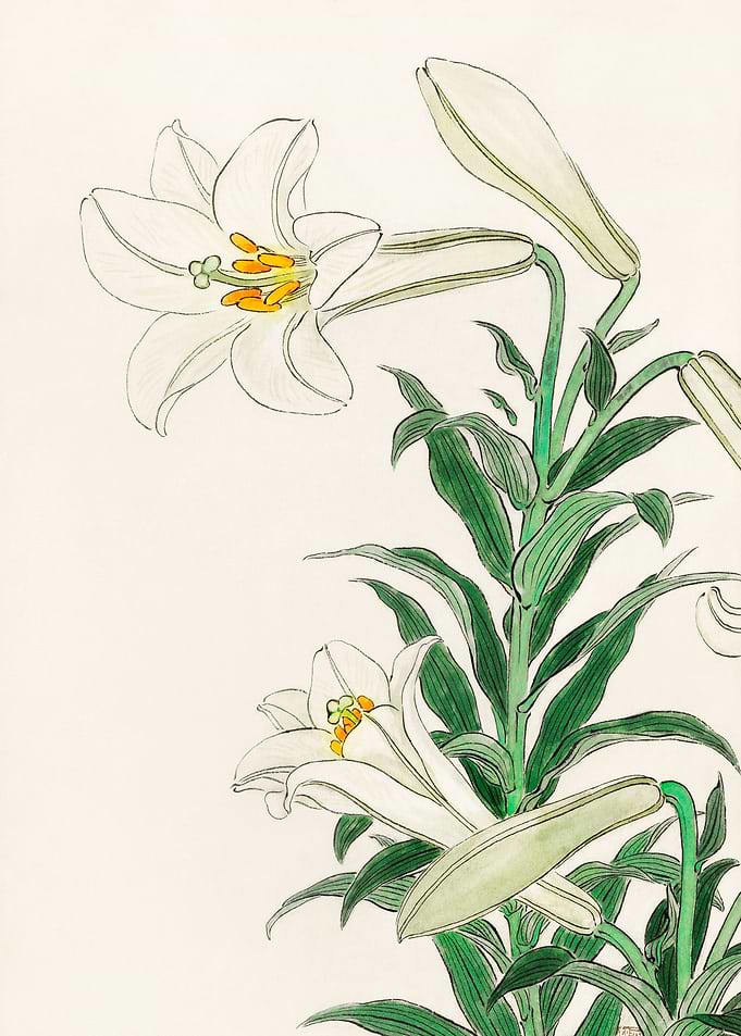 Lilies Ohara