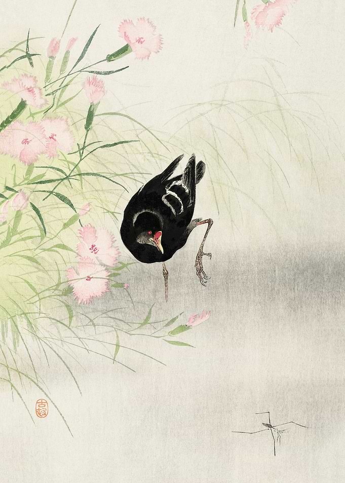 Moorhen at flowering plant
