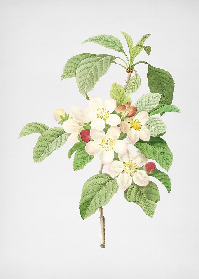 Vintage Apple Blossom
