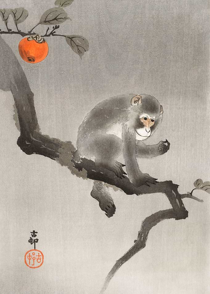 Monkey in cockatoo
