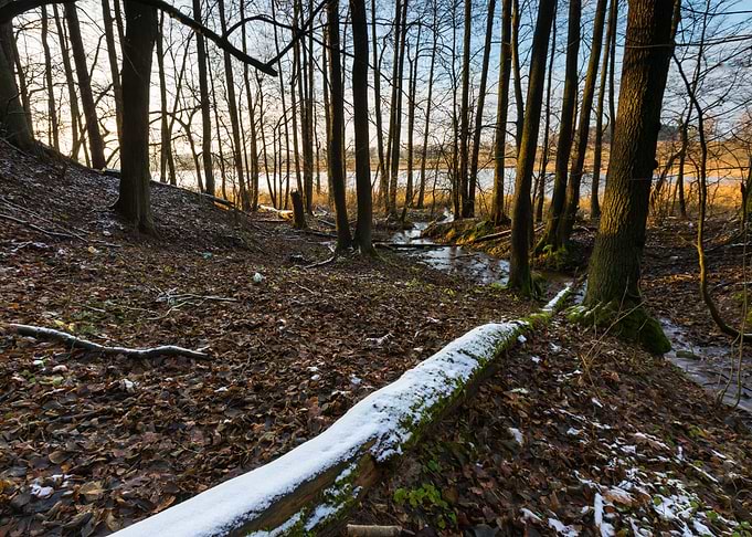 Morning Forest Cold Snow W
