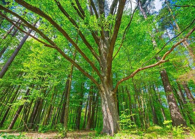 Foliage Scenic Spring Fore