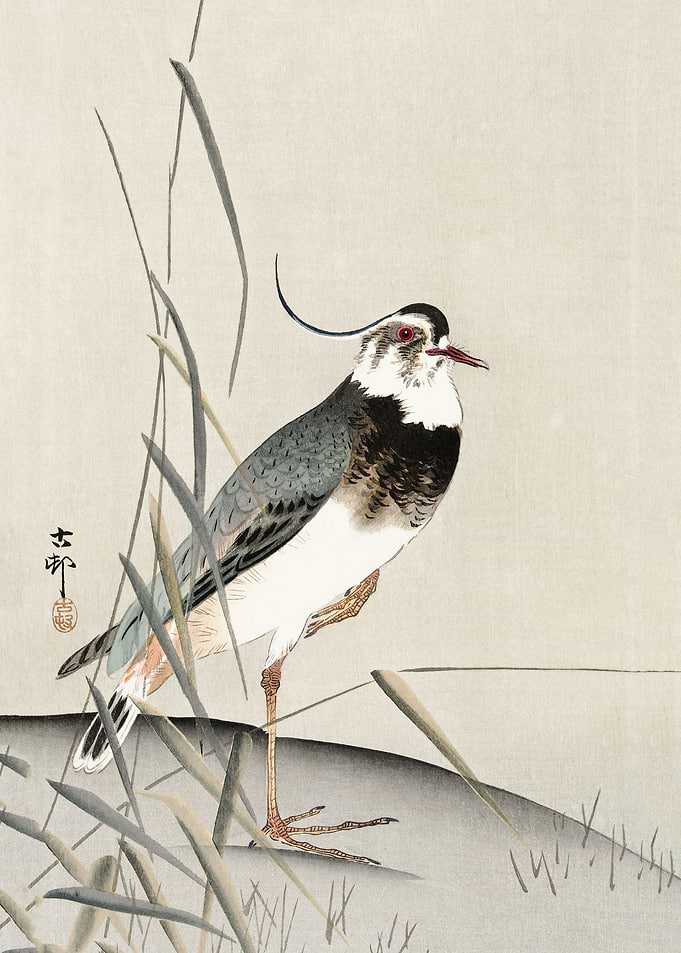 Lapwing and reed
