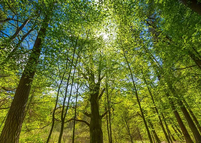 Foliage Scenic Spring Fore