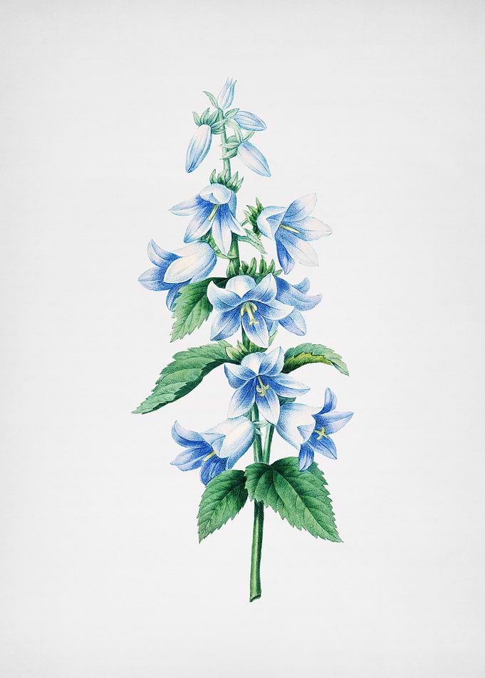 Vintage Bellflowers