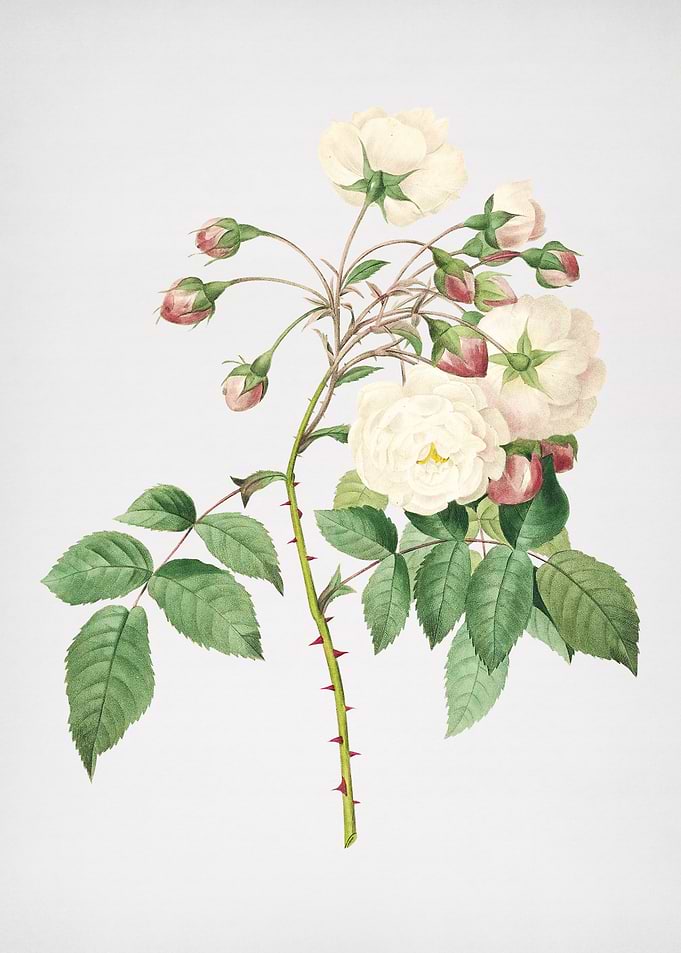 Vintage White Roses