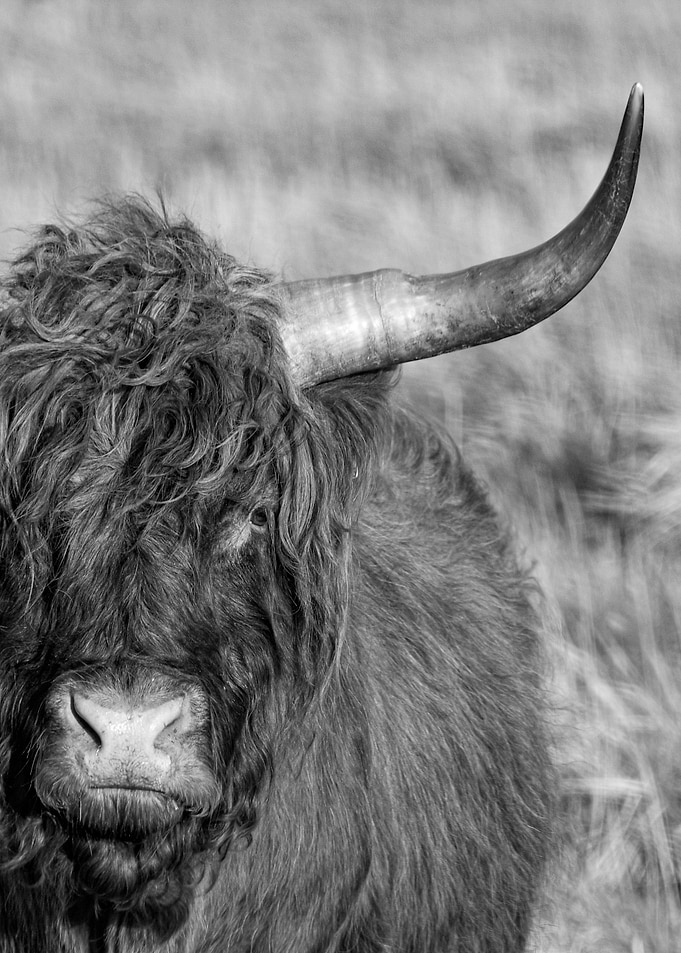 Highlander