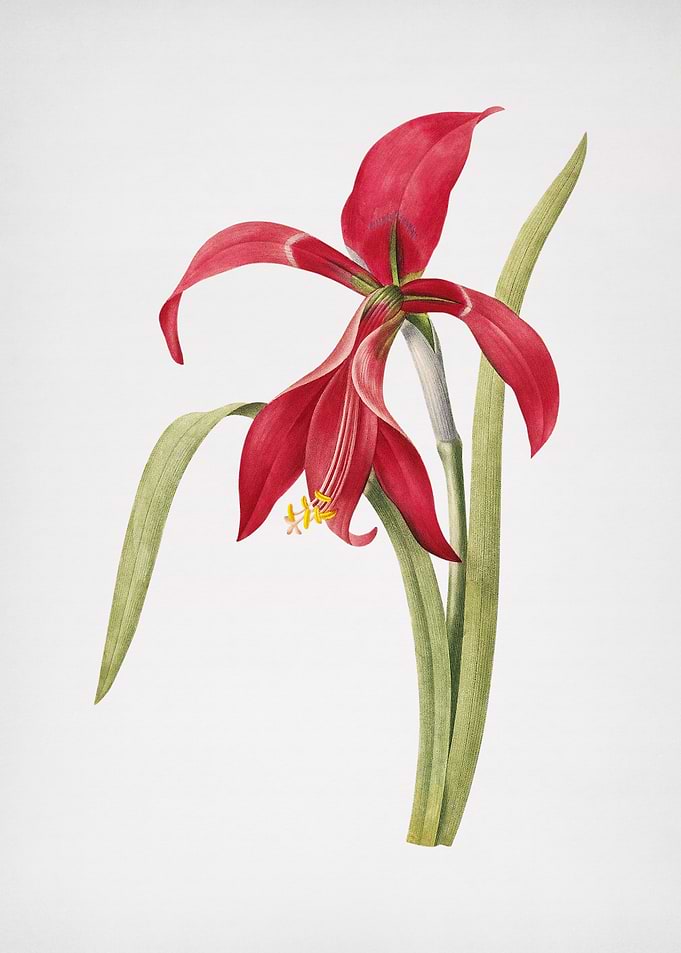 Vintage Amaryllis