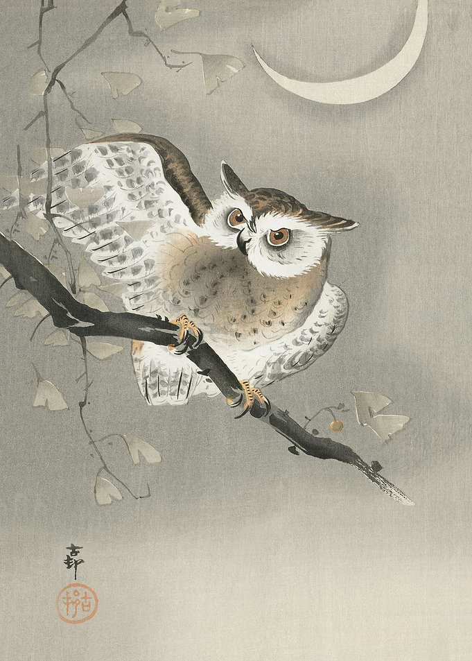 Long eared owl in ginkgo