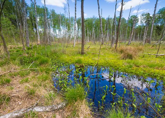 Birch Blue Bog Branch Bush