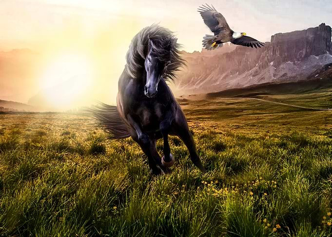 Mustang horse