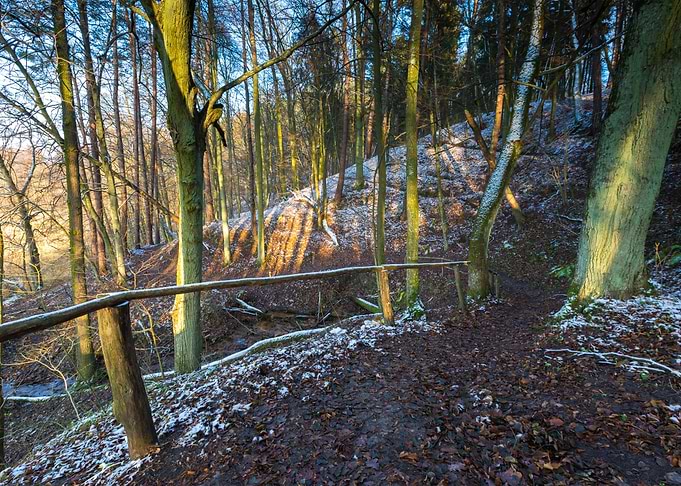 Morning Forest Cold Snow W