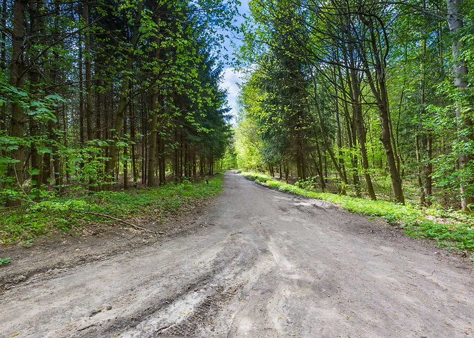 Foliage Scenic Spring Fore
