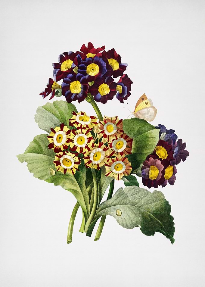Antique Flower