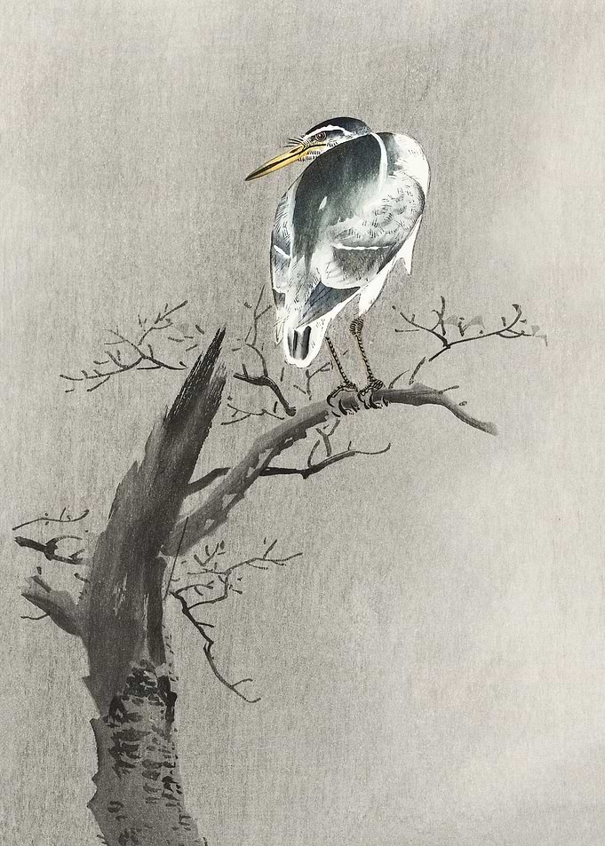 Kwak on branch