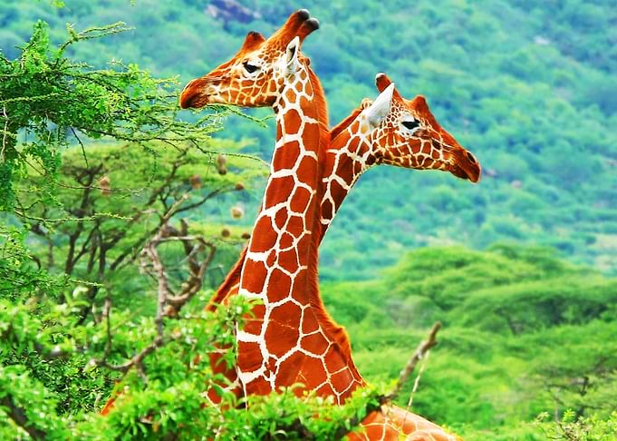 Giraffe Couple