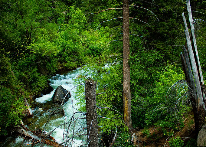 River through the woods