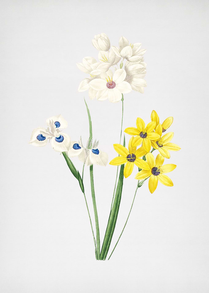 Vintage Corn Lily