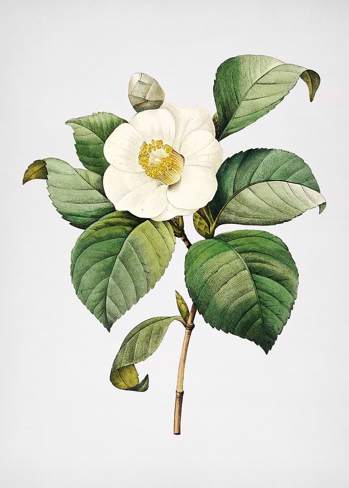 Vintage Japanese Camellia