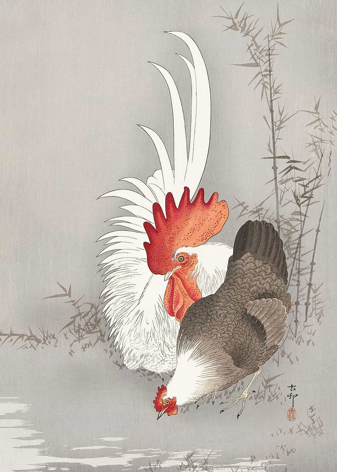 Rooster and chicken