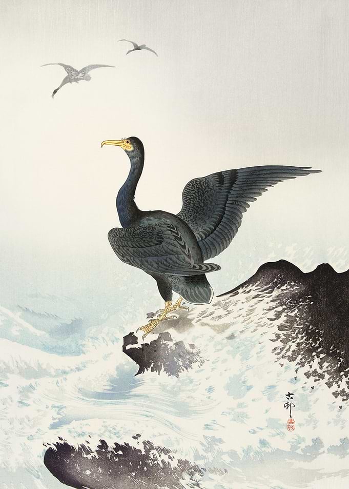 Red mask cormorant on rock