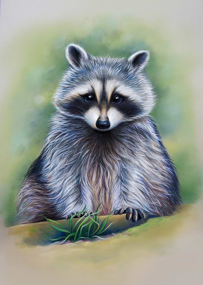Striped raccoon