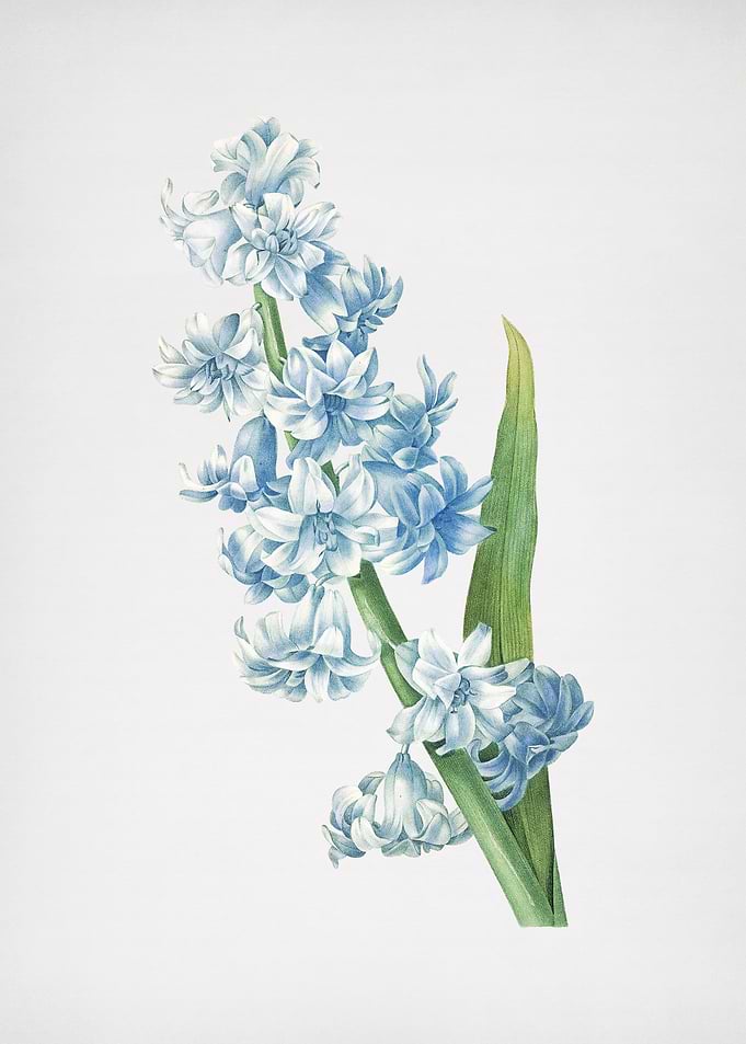 Vintage Hyacinth